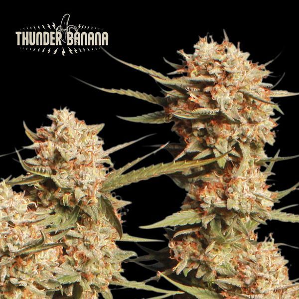 Thunder Banana Auto (Seedstockers) feminizada