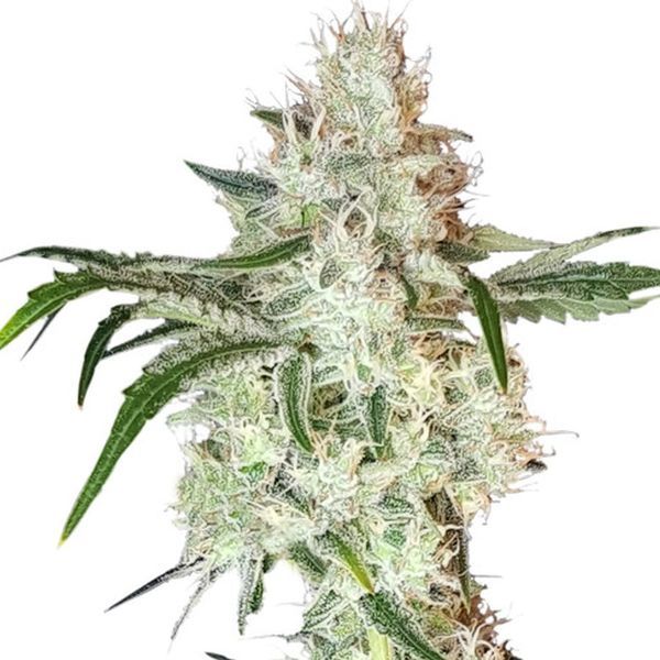 Lemon OG (Super Sativa Seed Club) feminizada