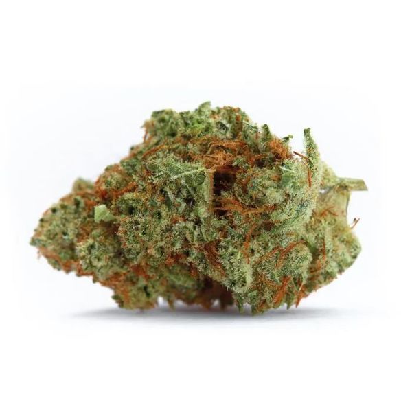 Naranja Biscotti Fast Version (Growers Choice) feminizada