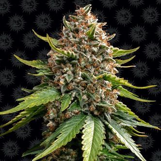 White Widow XXL Auto (Barney's Farm) Feminizada