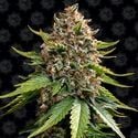 White Widow XXL Auto (Barney's Farm) Feminizada