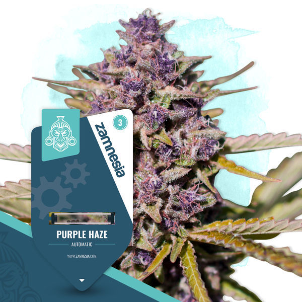 Purple Haze Autoflorescente (Zamnesia Seeds) feminizada
