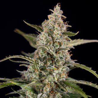 Purple Haze Autoflorescente (Zamnesia Seeds) feminizada