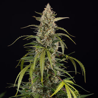 Purple Haze Autoflorescente (Zamnesia Seeds) feminizada