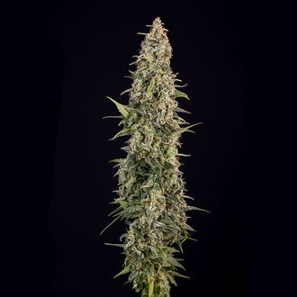 Purple Haze Autoflorescente (Zamnesia Seeds) feminizada