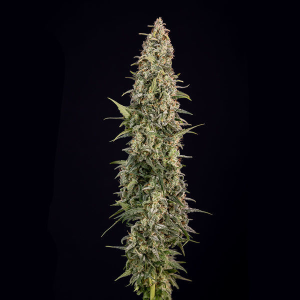 Purple Haze Autoflorescente (Zamnesia Seeds) feminizada