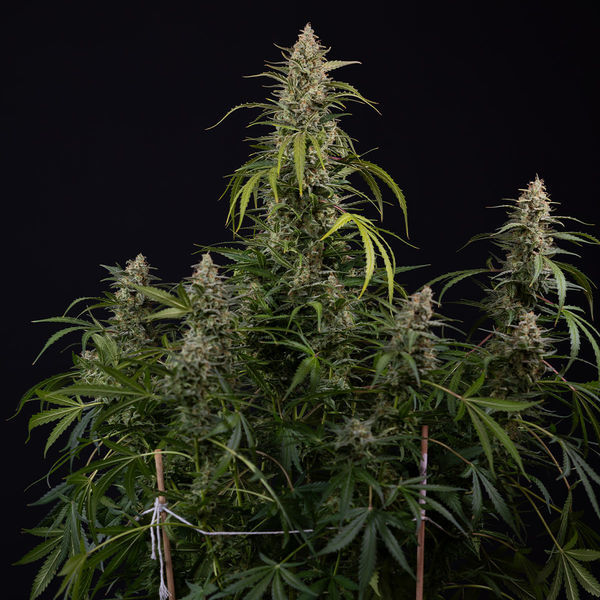 Purple Haze Autoflorescente (Zamnesia Seeds) feminizada
