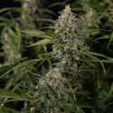 Purple Haze Autoflorescente (Zamnesia Seeds) feminizada