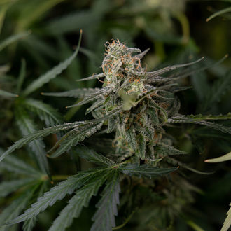 Purple Haze Autoflorescente (Zamnesia Seeds) feminizada