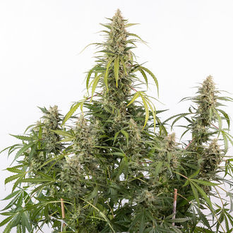 Purple Haze Autoflorescente (Zamnesia Seeds) feminizada