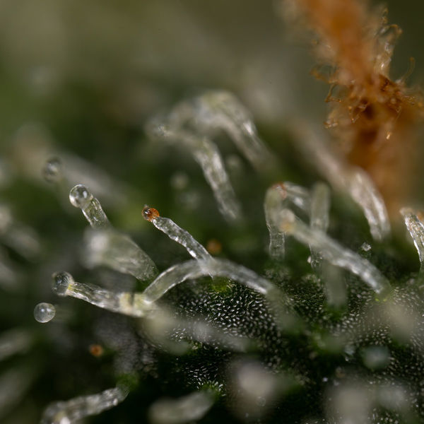 Purple Haze Autoflorescente (Zamnesia Seeds) feminizada