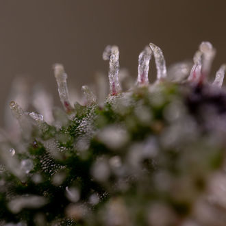 Purple Haze Autoflorescente (Zamnesia Seeds) feminizada