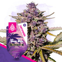 Purple Haze Autoflorescente (Zamnesia Seeds) feminizada