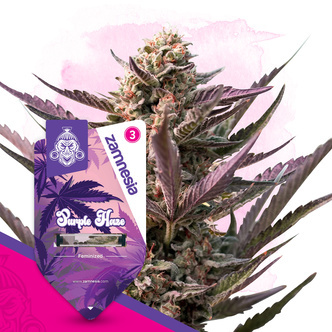 Purple Haze (Zamnesia Seeds) feminizada