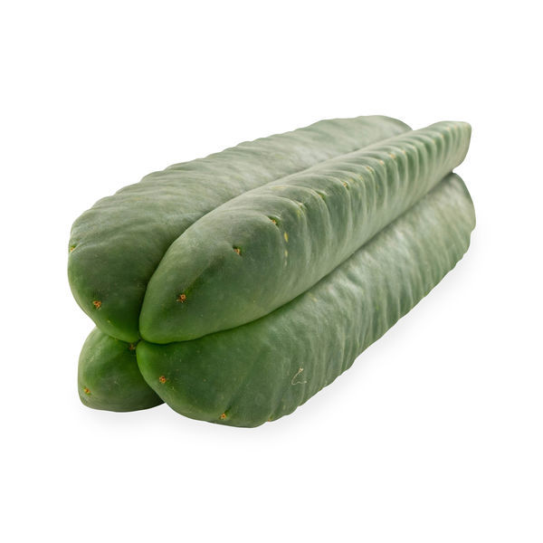 Super Pedro - 4 Costelas (Echinopsis scopulicola)