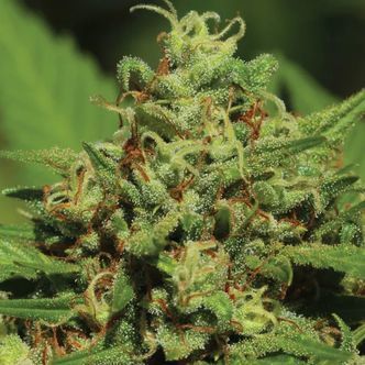 Emerald Fire OG Autoflorescente (Humboldt Seed Company) feminizada
