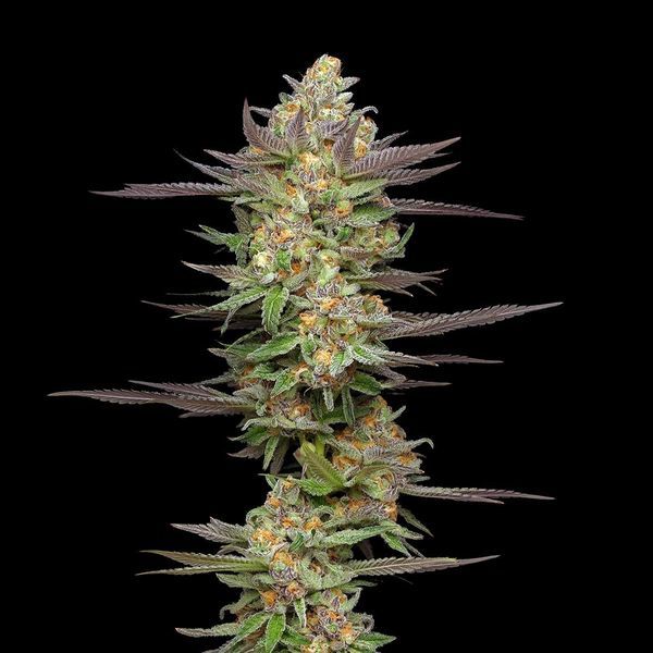 Mint Jelly Autoflower (Humboldt Seed Company) feminizada