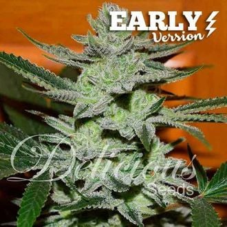 Unknown Kush - Primeira Versão (Delicious Seeds) feminizada