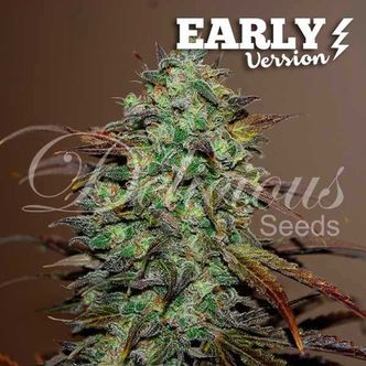 Eleven Roses - Versão Inicial (Delicious Seeds) feminizada