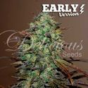 Eleven Roses - Versão Inicial (Delicious Seeds) feminizada