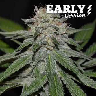 Critical Neville Haze - Versão Inicial (Delicious Seeds) feminizada