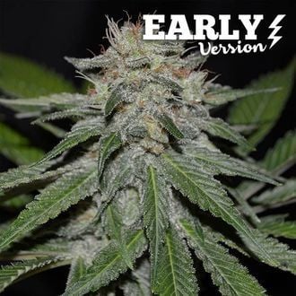 Critical Neville Haze - Versão Inicial (Delicious Seeds) feminizada