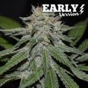 Critical Neville Haze - Versão Inicial (Delicious Seeds) feminizada