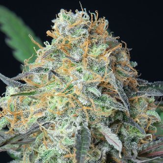 Rainbow Donut Auto (Anesia Seeds) Feminizado
