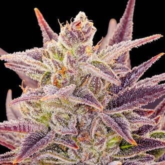 Auto Imperium X (Anesia Seeds) Feminizada