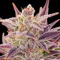 Auto Imperium X (Anesia Seeds) Feminizada