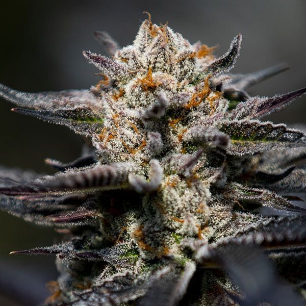 Calypso Sunrocks (Anesia Seeds) Feminizado