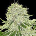 Cash Cow (Anesia Seeds) Feminizada
