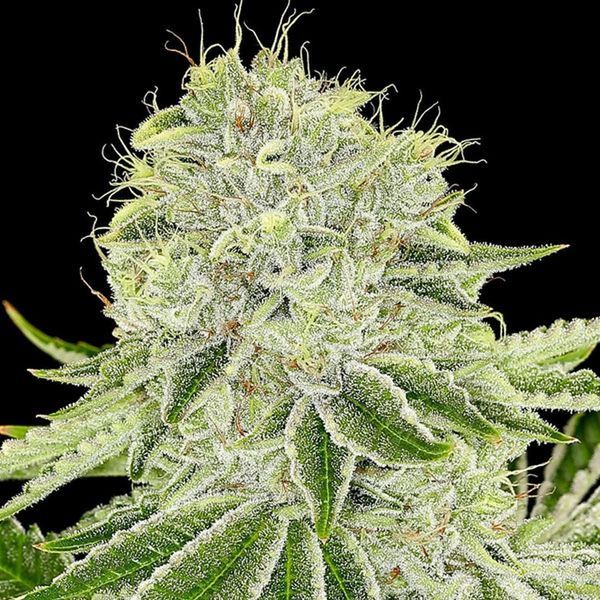 Cash Cow (Anesia Seeds) Feminizada
