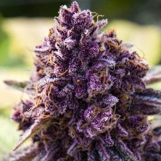 Dankberry (Anesia Seeds) Feminizada