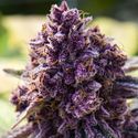 Dankberry (Anesia Seeds) Feminizada