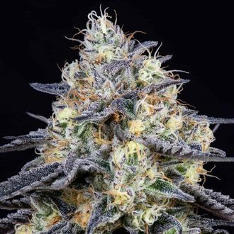 Foster (Anesia Seeds) Feminizada