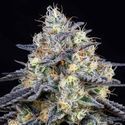 Foster (Anesia Seeds) Feminizada
