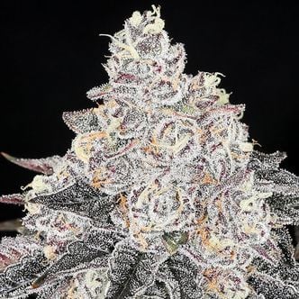 Frozen Black Cherry (Anesia Seeds) Feminizada
