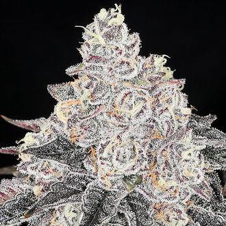Frozen Black Cherry (Anesia Seeds) Feminizada