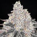 Frozen Black Cherry (Anesia Seeds) Feminizada