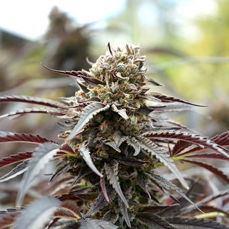 White Runtz Fast Flowering (Humboldt Seed Organization) feminizada