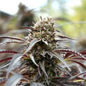 White Runtz Fast Flowering (Humboldt Seed Organization) feminizada