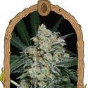 Zkittalicious Auto (Exotic Seed) feminizada