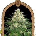 Z&Z Auto (Exotic Seed) feminizada
