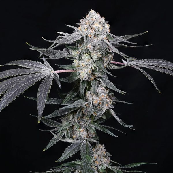 High Society (Compound Genetics) Feminizada