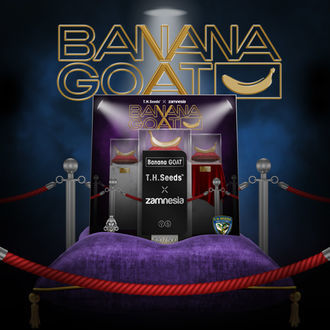 Banana GOAT (T.H. Seeds x Zamnesia Seeds) Feminizada