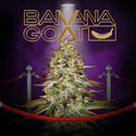 Banana GOAT (T.H. Seeds x Zamnesia Seeds) Feminizada