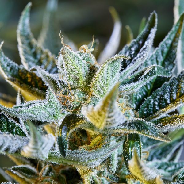 Afberry Autoflower (Purple City Genetics) feminizada