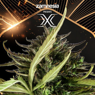 X (Zamnesia Seeds) Feminizada