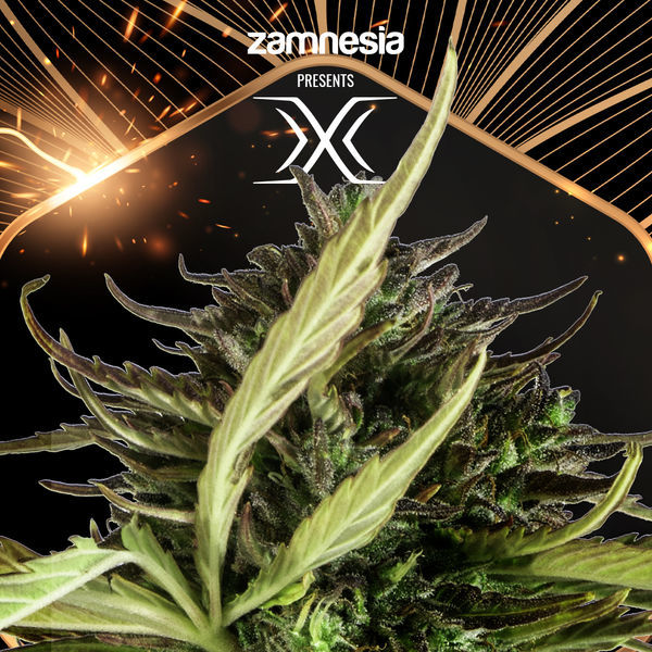 X (Zamnesia Seeds) Feminizada